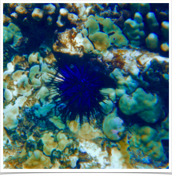 Sri Lanka is left with only 10 % of its live coral reefs.  Blue-Black Urchin (Echinothrix diadema) - common in Indo-Pacific.
